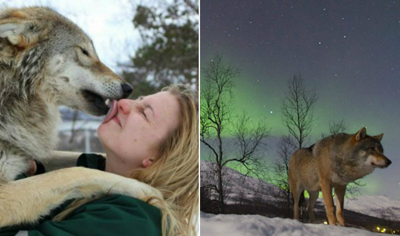 Wolf Sanctuary In Norway Lets You Cuddle Wolves While Watching The