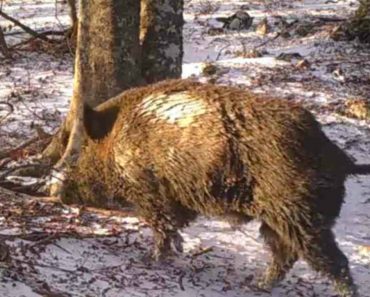 Man Filmed a Tree In The Woods For a Year and Captured Things Most People Will Never See