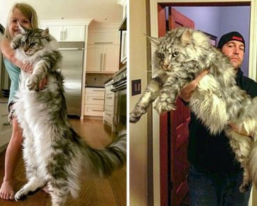 21 Majestic Maine Coon Cats That Will Show You Who’s the Boss