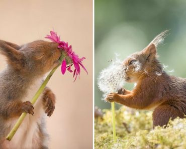 Photographer Follows Squirrels With His Camera For 6 Years And Here Are Some Of His Best Shots!