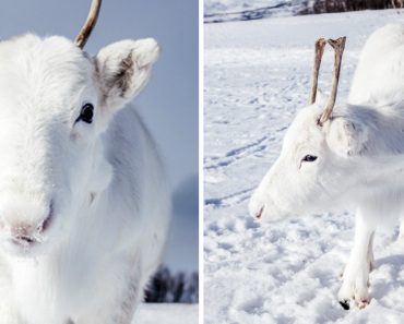 Photographer Captures Rare White Baby Reindeer While Hiking In Norway