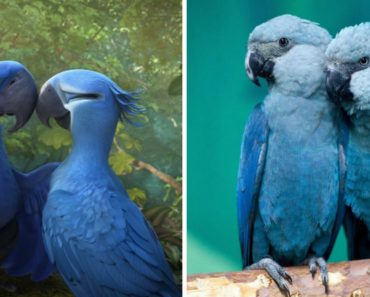 Blue Macaw Parrot From The Movie ‘Rio’ Is Now Officially Extinct In The Wild!