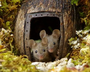 Man Discovers A Family Of Mice Living In His Garden, Builds Them A Miniature Village