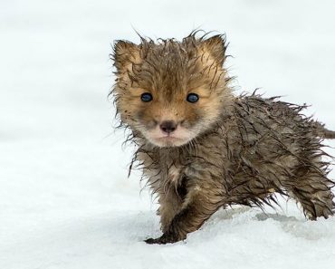 Russian Miner Spends His Breaks Taking Photos Of Foxes In The Arctic Circle