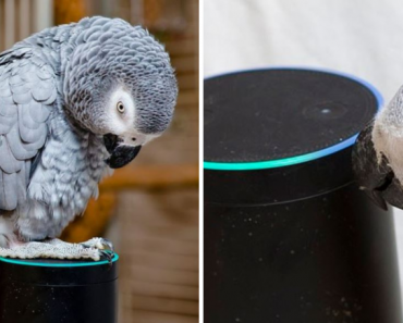 Parrot Falls In Love With Alexa And Making A Shopping List