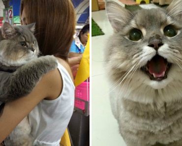 “Bone Bone” The Adorable Fluffy Cat From Thailand