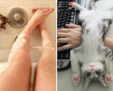 21 Pictures Of Proof That Cats Don’t Care About Your Personal Space