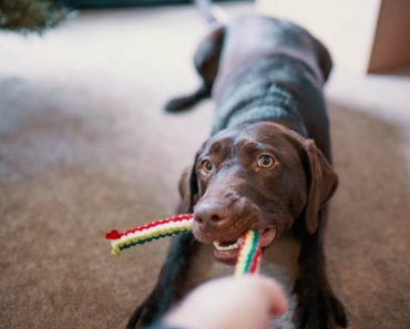 Dogs Can Recognize A Bad Person Way Before We Do!