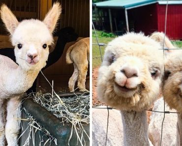 21 Adorable Alpacas That’ll Make Your Day Happier