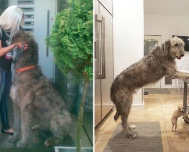 21 Hilarious Photos Of Irish Wolfhounds – It’s Crazy How Large They Are