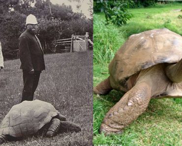 Jonathan The Oldest Known Living Tortoise (1832) Photographs