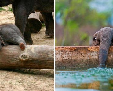 10 Beautiful Pictures Of  Baby Elephants