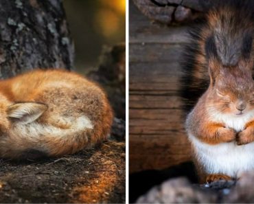 Finnish Photographer Proves The Beauty Of Forests In Finland