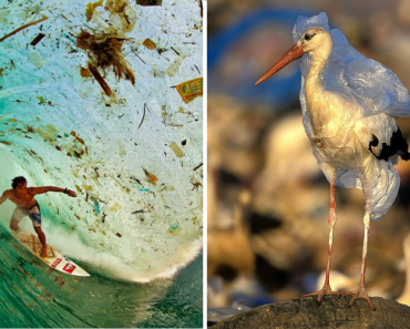 What Plastic Has Done To The Earth Is Far More Worse Than We Thought!