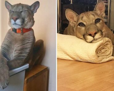 Puma Rescued From A Zoo Can’t Be Released Into The Wild, Lives As A Spoiled House Cat