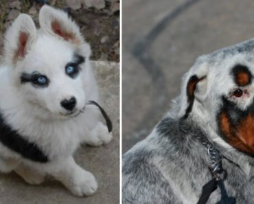 31 Unique Dogs With Strange Fur Markings
