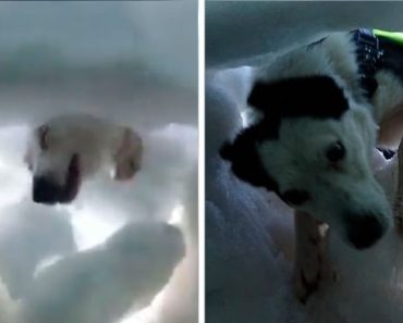 Buried In Snow, This Man Films A Mountain Rescue Dog Saving Him