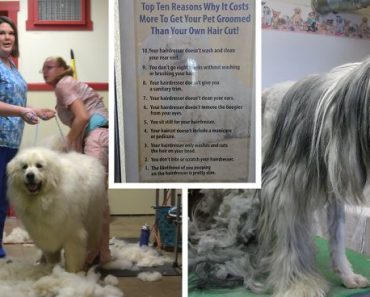 Pet Groomer Gets Tired Of People Asking Why Their Services Cost More Than A Hairdresser, Puts Hilarious Poster For Customers