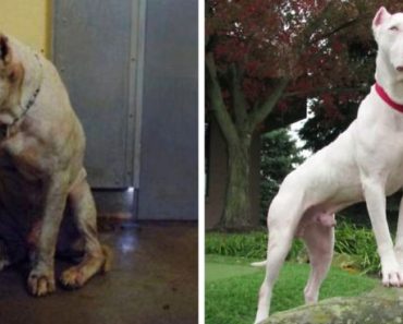 31 Photos Of Dogs Before & After Their Adoption