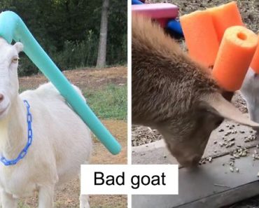 14 Pics Of Misbehaving Goats That Had To Wear Pool Noodles For Everyone’s Safety