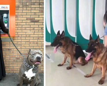 The Best ATM Withdrawal Defense (13 Photographs)