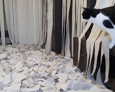 Cat Going Crazy In A Room Full Of Toilet Papers