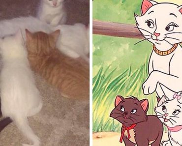 Cat Named “Duchess” And Her Babies That Looks Like The Cast Of “The Aristocats”
