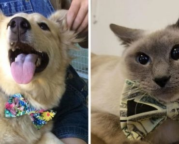 12-Year-Old Kid Makes Stylish Bow Ties For Shelter Cats And Dogs, To Help Them Find A Home