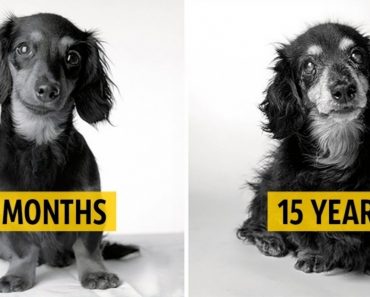 Photos Show How Dogs Change When They Get Old