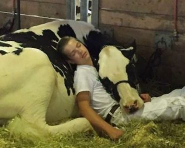 Teen And Cow Lose At Dairy Fair, Take A Nap Together And Win The Hearts Of Millions