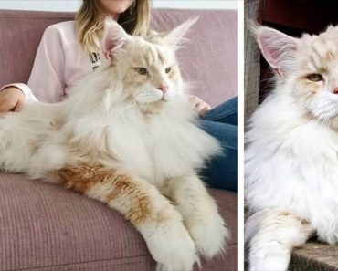 Meet Lotus, The Majestic, And Adorable Maine Coon Cat