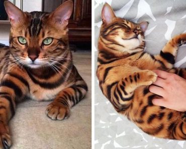 Thor, The Adorable Bengal Cat With Beautiful Fur