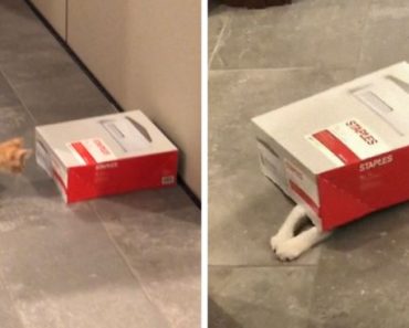 Company Adopts 2 Office Kittens, Debit And Credit, To Boost Employee Morale, Succeeds Perfectly