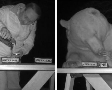 Bears Kept Stealing Honey From This Bee Farm And The Owner Decided To Turn Them Into Honey Tasters