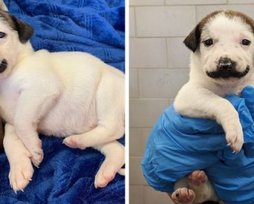 Salvador Dolly, The Cute Puppy With A Handlebar Mustache