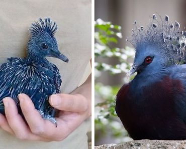 ‘Victoria Crowned Pigeon’, The Beautiful Bird That Can Grow To The Size Of A Turkey