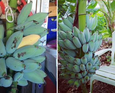 Blu Java Bananas That Taste Like Vanilla Ice Cream