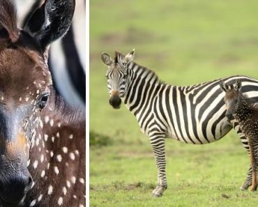 This Baby Zebra Has Spots Instead Of Stripes