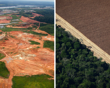 World Without The Amazon Rainforest –  Consequences Of Losing It