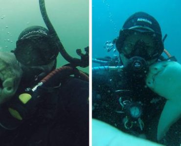 Shark Comes To Cuddle With This Diver Whenever He Goes Diving