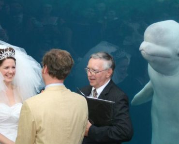A Beluga Whale Showed Up In A Aquarium Wedding