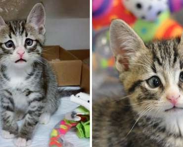 Kitten Who Born With Permanently Worried-Looking Eyes