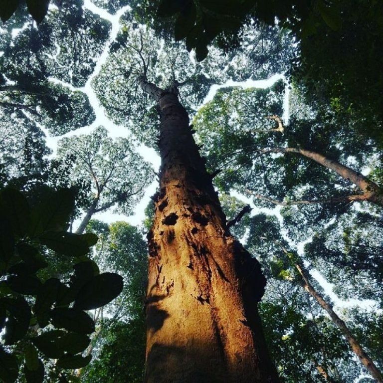 27 Photographs Of “Crown Shyness”, A Phenomenon Where Trees Avoid Touching