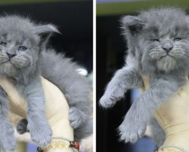 These 5 Maine Coon Kittens Were Born With Cute But Grumpy Faces