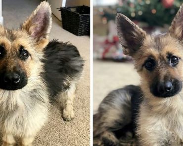 2-Year-Old German Shepherd With Dwarfism Looks Like A Tiny Puppy