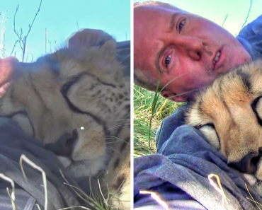 Cheetah Sees Photographer Napping Under A Tree And Joined Him