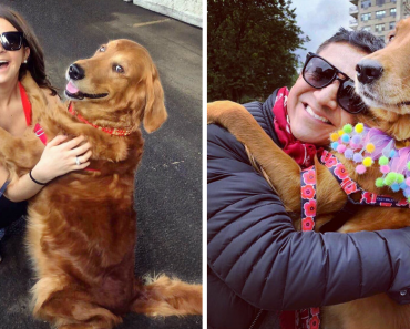 Friendly Golden Retriever Loves To Hug Everyone She Meets