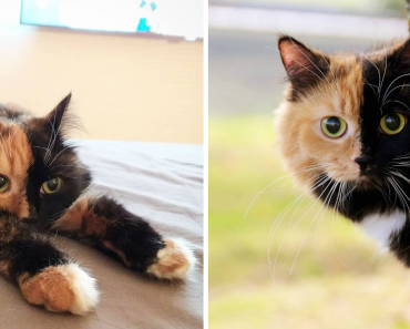 Yana, The Two-Faced Cat Who Looks Like Her Parents Ran Out Of Ink