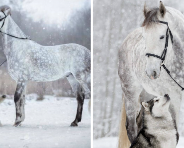 Photographer Captured The Friendship Between A Horse And A Malamute