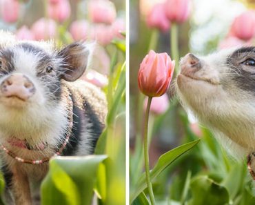 Photographer Captured A Pig In Pink Tulips
